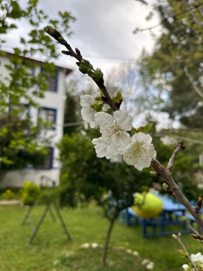 Sakliderebutikotel Edremit  Esterno foto